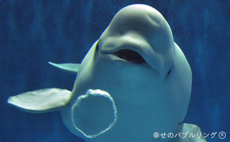 写真:イルカと幸せのバブルリング