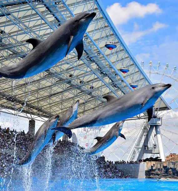 画像：名古屋港水族館のイルカショー